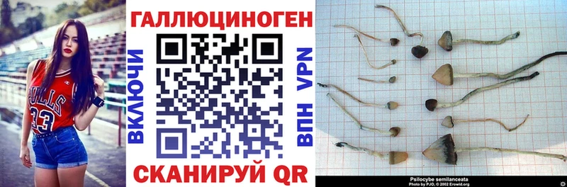Галлюциногенные грибы Cubensis  Ленинградская 